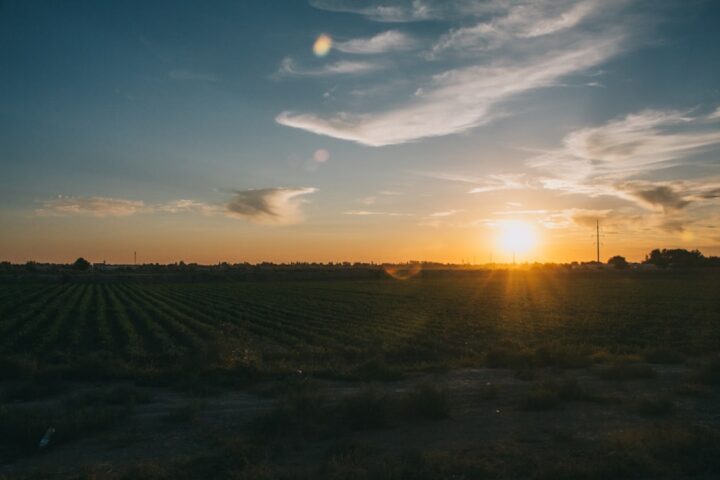green grass field during sunset